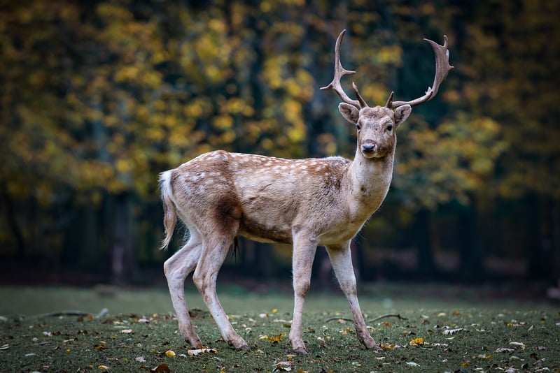 Woodland Creature Toppers